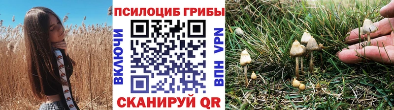 дарнет шоп  Зубцов  Галлюциногенные грибы мицелий 
